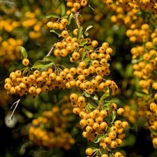 Pyracantha Hardy Shrub Upright Garden Plant 'Soleil d'Or' 1 or 2 x 2L Pot T&M
