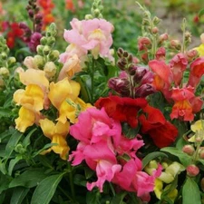 Snapdragon MAGIC CARPET MIX MultiColored Blooms Butterflies Non-GMO 1000 Seeds