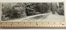California Redwoods Along Scenic Highway Oversized Postcard 