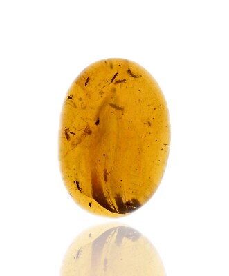 Swarm of Insects, Fossil insect inclusion in Burmese Amber