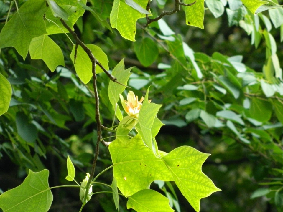 Liriodendron tulipifera 25 Seeds - Tulip Tree - Image 4 of 4