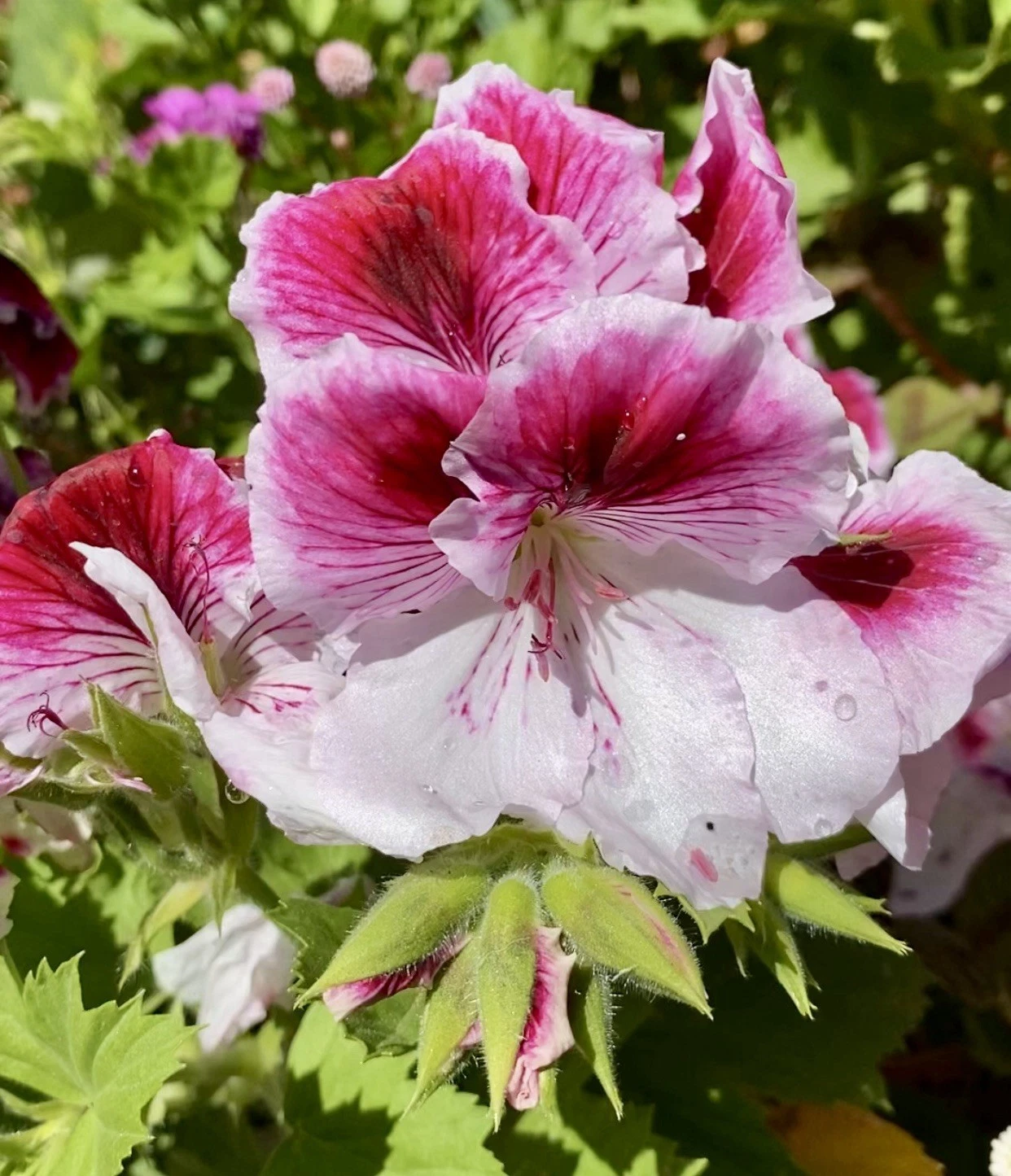 Geranium Pink & White Cuttings 5 Beautiful Fresh Pelargonium Ready To Plant
Opens in a new window or