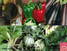 GRAINES DE LEGUMES BIO (BASILIC,COURGETTE,SALADE,CIBOULETTE,POIVRON) 40 AU CHOIX