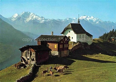 Bettmeralp VS Chapel Alphuette Cows Willow Mountain Panorama Fletschhorn Cathedral Alp