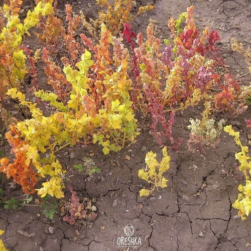 Canihua (Chenopodium pallidicaule, kaniwa) 100+ / 1000+ / 10000+ piezas semillas frescas - Imagen 2 de 8
