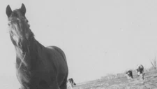 1950s Horse Grazing in Field with Other Animals in Background Farm