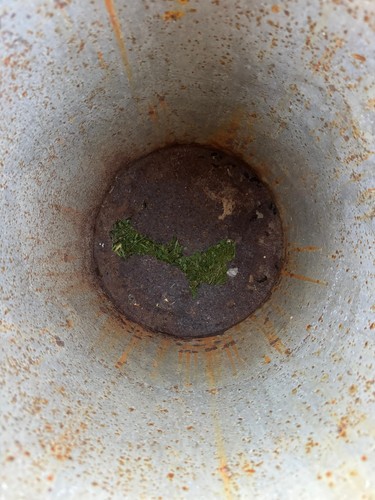 Antique Milk Churn - Daws Creameries, Saltash - Rusty Old Vintage 1930’s Garden - Picture 9 of 12