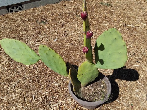 1 Steckling Opuntia gomei rückgratloser Kaktus Kaktus Old Mexico Nopal Oreja Pad - Bild 7 von 9