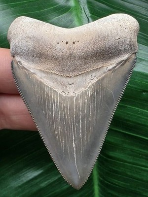 6.9 cm very nicely preserved tooth of the Megalodon - shark tooth fossil shark tooth