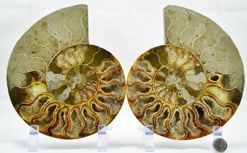 Large Ammonite Pair Deep Crystals XXL 7.3" 185mm 110myo Dinosaur age e3659dd - Picture 6 of 8