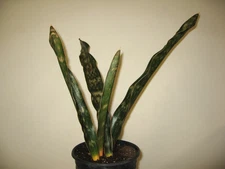 Sansevieria kirkii var. pulchra --- Rare Succulent