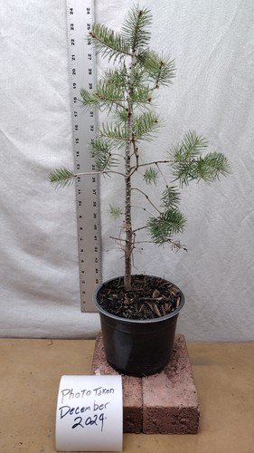 Rocky Mountain Douglas-fir tree in nursery pot. Pre Bonsai Landscaping Christmas - Picture 3 of 7