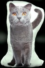 Bild 7 von 8