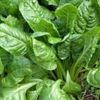 SPINACH PERPETUAL 100+ Seeds HEIRLOOM Vegetable Garden Silver-beet HEAT TOLERANT