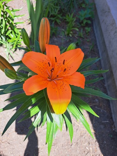 tiger lily bulbs Orange Or Red 10 Bulbs