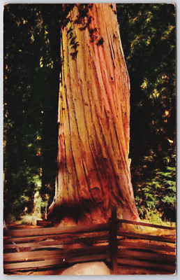 Washington Tree Sequoia National Park California Postcard  posted 1955