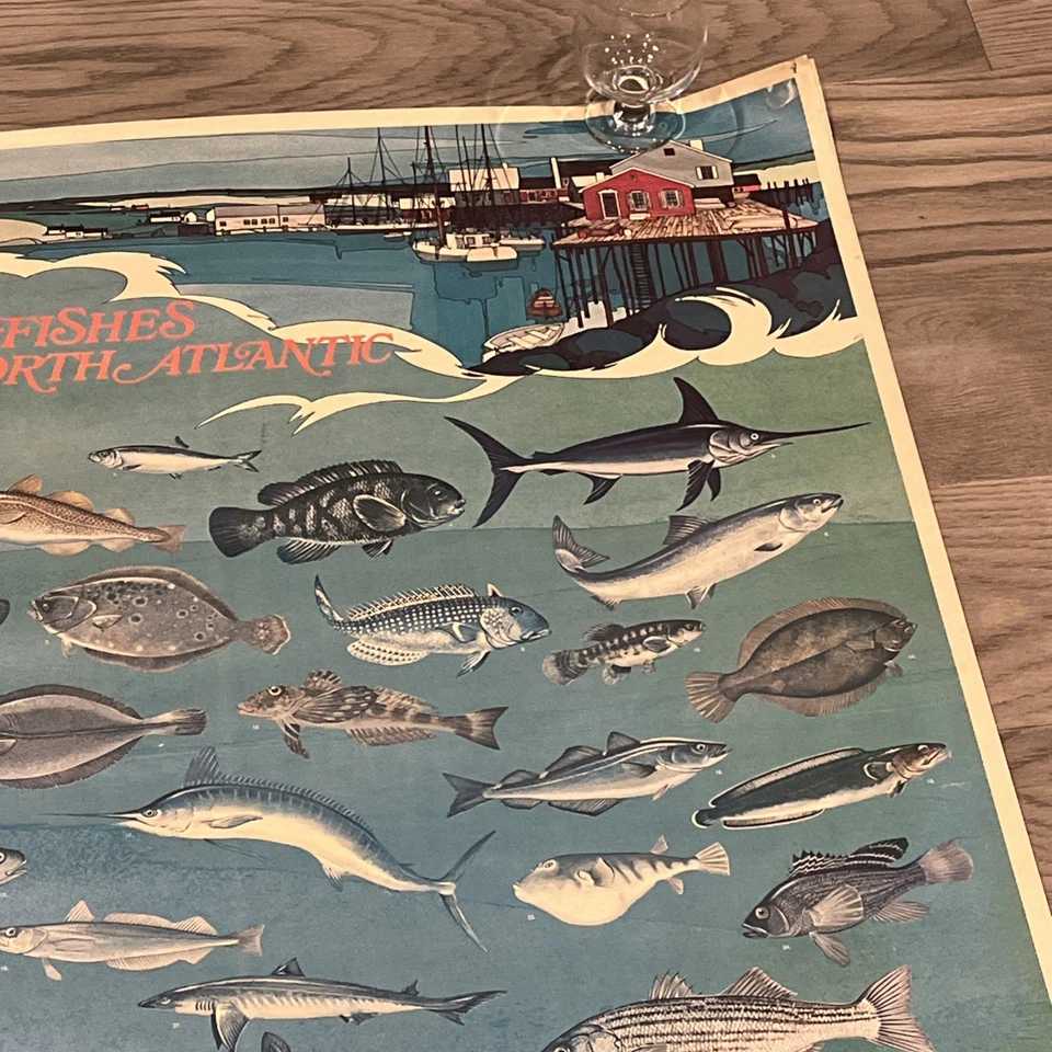 Póster vintage de peces marinos del Atlántico Norte NOAA 1973 GRANDE 48" X 30" Foto 3 de 4