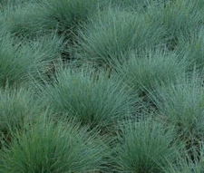 BLUE FESCUE GRASS SEEDS 300+ PERENNIAL ORNAMENTAL GRASS garden FREE SHIPPING