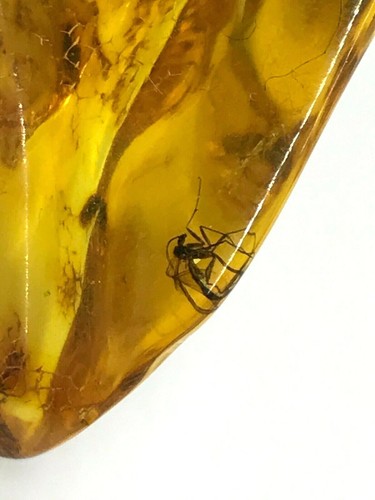 AMBER PIECE 2 Insects Gift Inclusion Fossil Insect Baltic Amber Bead 6,7g 14480 - Picture 7 of 12
