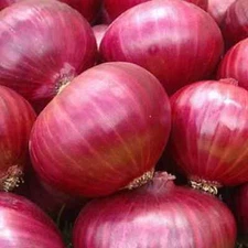 Red Grano Onion Seeds | Heirloom / Non-GMO | Free Shipping | Seed Store | 1071