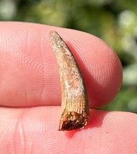 Pterosaur Flying Dinosaur Tooth Fossil Morocco Cretaceous Age Kem Kem