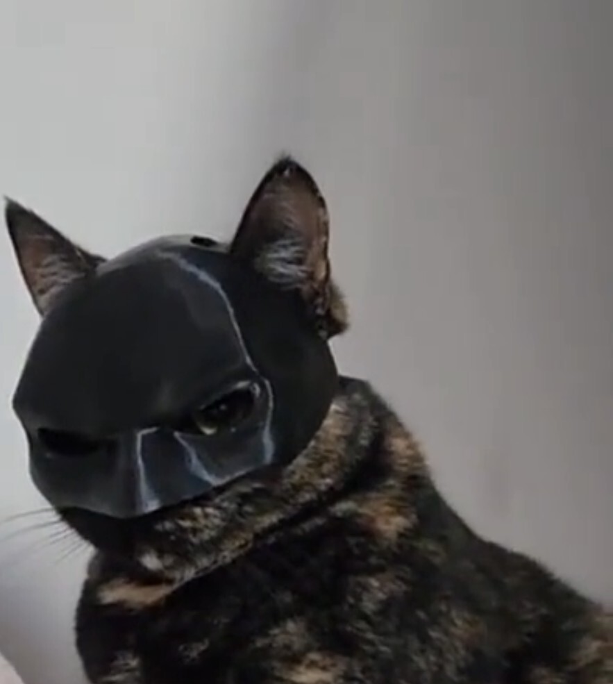 pet mask, Cat Batman Face Mask. | eBay