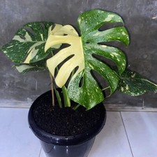 Monstera Thai Constellation 4Leaf Free Certyfikat fitosanitarny
