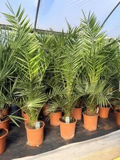 Phoenix Date Palm Tree 3-4ft Extra Large in a Pot