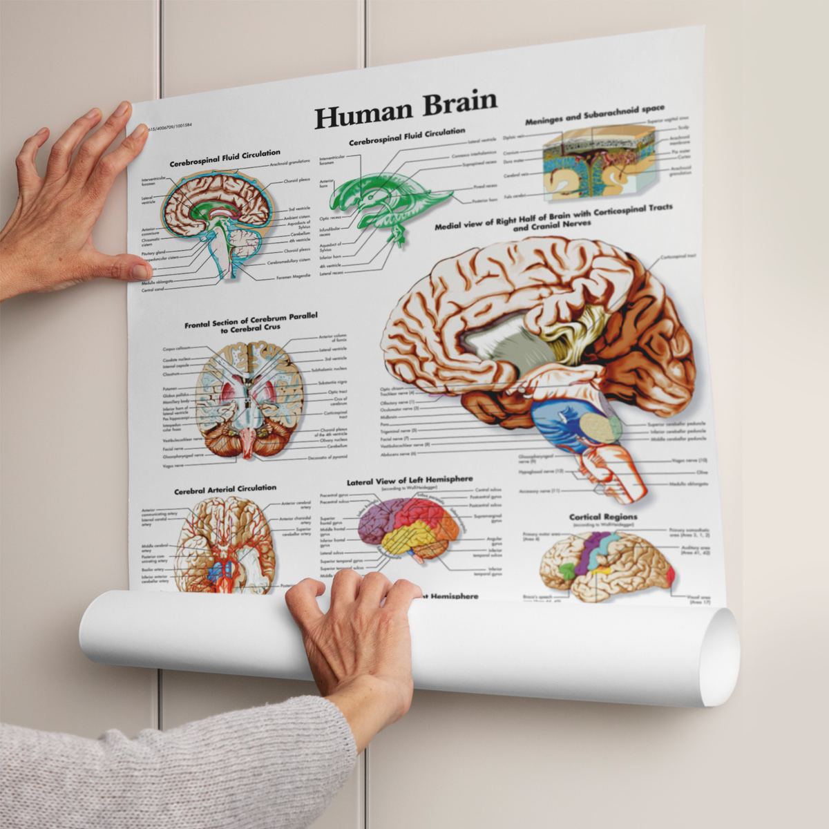 Neuro Body Chart.pdf Anatomical Charts Neurological Posters Human Brain Paper Chart