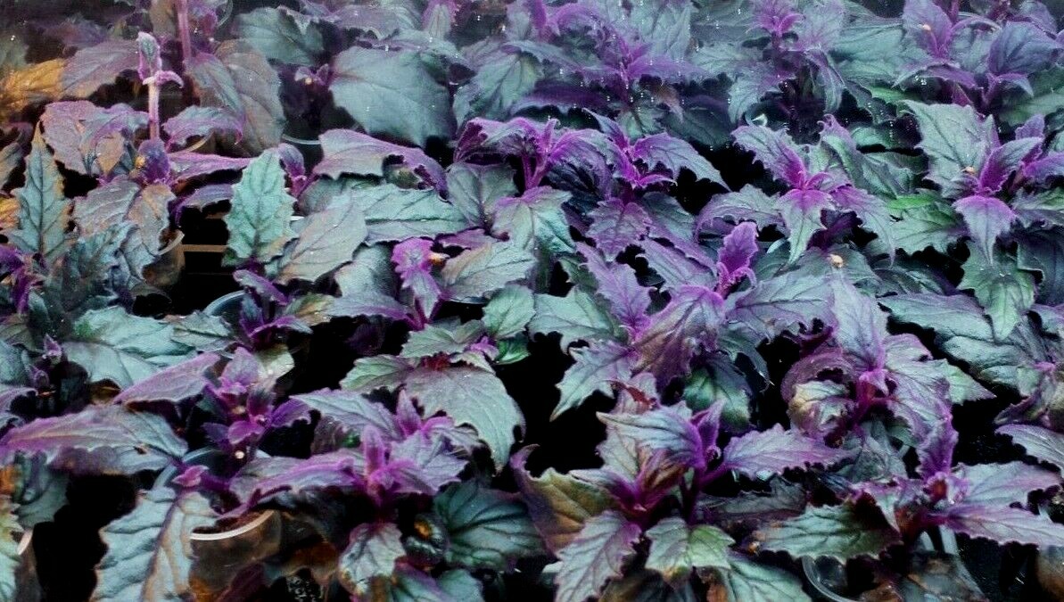 bolivian rainbow chilli plant Bolivian Rainbow Pepper