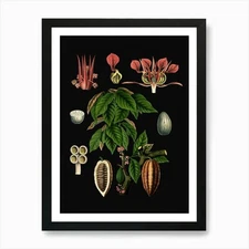 Vintage Bollmann 1 Kakaobaum Art Pr Framed Wall Art Poster Canvas Print Picture