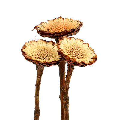Getrocknete Susannae Rosette Hell, Exotische Trockenblumen Deko, 50 Stück Natur