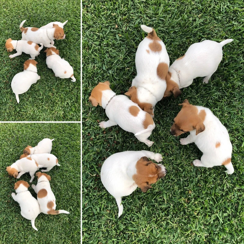 Jack Russell 3 Pups Left Dogs Puppies Gumtree Australia