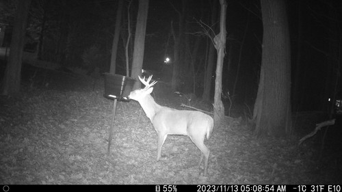 Gravity deer feeder - Picture 7 of 7