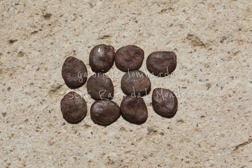 SOLANUM MAMMOSUM - ALBERO DEI CAPEZZOLI, 10 SEMI SELEZIONATI - Foto 2 di 2
