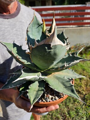 S720-62 Agave titanota Oteroi Oaxaca アガベ チタノタ オテロイ オアハカ Agave oteroi - Agaveville