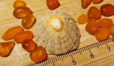 x20 pieces amber sea beach glass jewellery undrilled beads crafts 5-10 mm