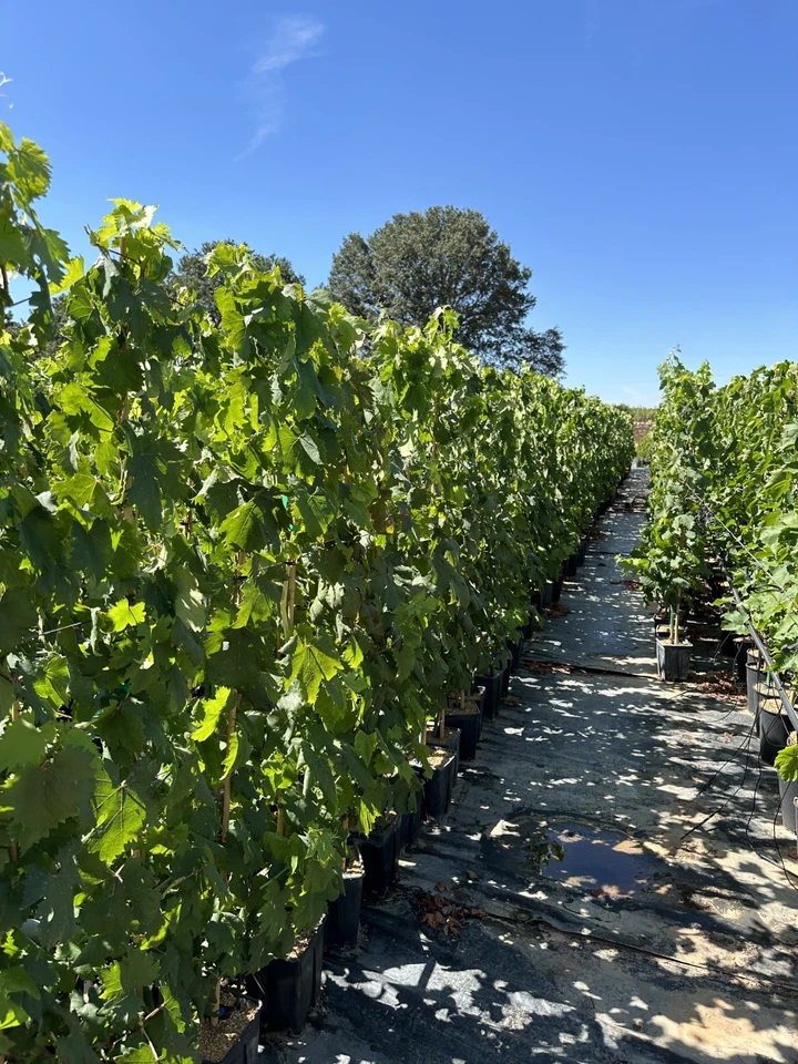 Pianta di uva, vitis vinifera, in vaso. Varietà a scelta. Età 2 anni, 120-150cm - Immagine 3 di 4