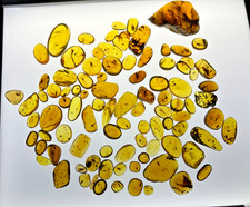A101 BU94group 94 polished stones w/insects 193g Burmese Amber Burmite 99mya