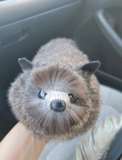 Realistic Raccoon Gray/black Stuffed Animal Plush w fur inner spring 1950s