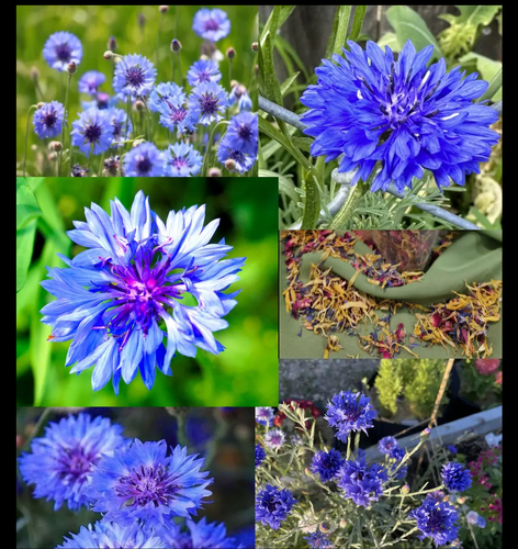 Blue Boy Cornflower Bachelor Button Seeds 200 FREE S&H