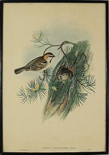 John Gould  H.C Richter Hand Colored Original Lithograph Passer Ammodendri