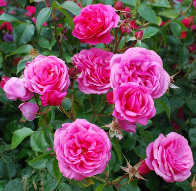 Pink Miniature Roses Plant Mini Rose Flowers Plant Rose Shurb 3 Inch Pot