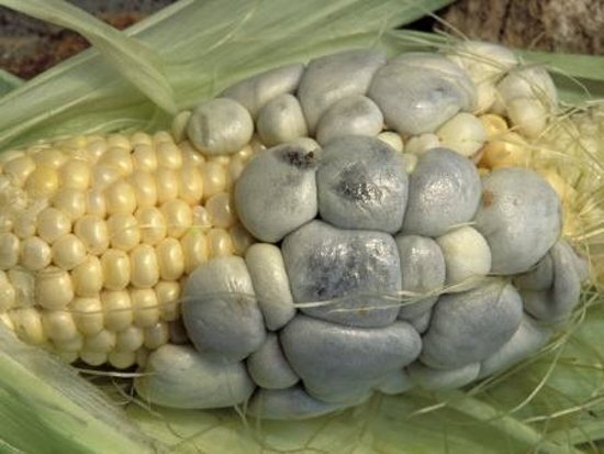 Huitlacoche Spores ~ Corn Fungus ~ (Ustilago maydis) ~ Corn Mushroom