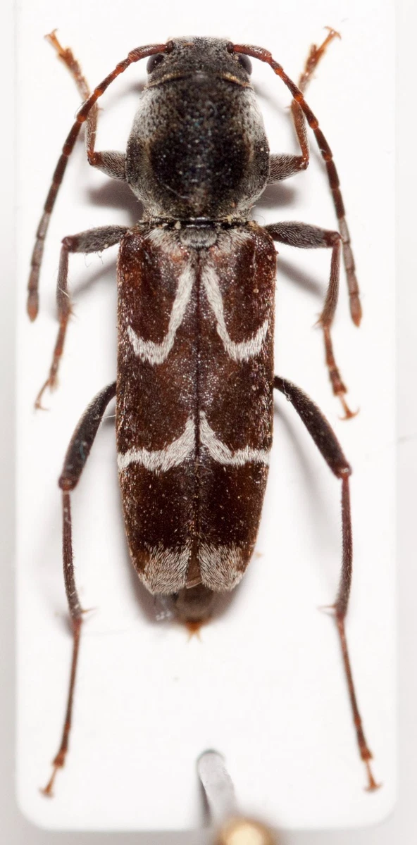 Cerambycidae Beetle for sale | eBay