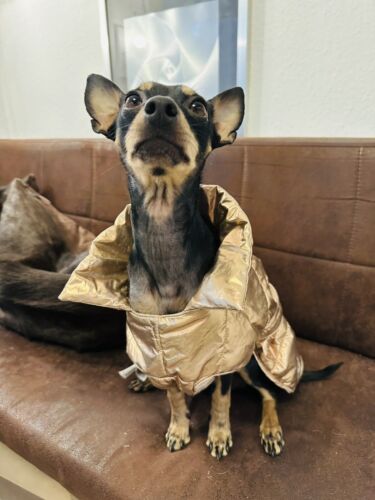 H&M Gold Welpen Mantel Hunde Jacke Kragen Weihnachten S 30 mit Fleece gefüttert - Bild 11 von 11