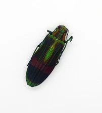 Buprestidae -Jewel Beetle -Demochroa Gratosia (MorF) -Cameron Highland, Malaysia