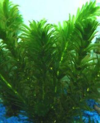 *BUY 2 GET 1 FREE* Anacharis Elodea Egeria Densa Easy Live Aquarium Plant  