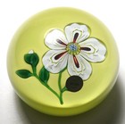 St Louis White Flower with Bud on Pistachio Ground - Limited Edition Magnum 1973 — photo 7
