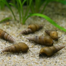 15 High Quality Malaysian Trumpet Snails White Colors Various Sizes